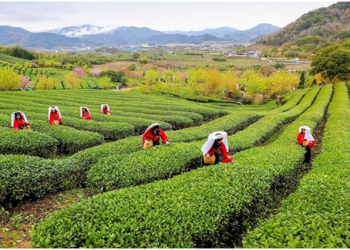 Tea gifts from China at COP15-2 mirror country’s progress in biodiversity