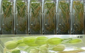 China cultivates world’s first rice seeds in orbit