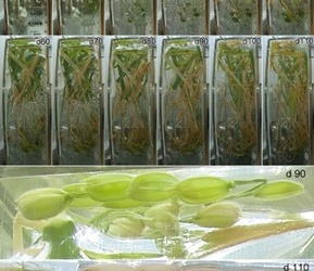 China cultivates world’s first rice seeds in orbit