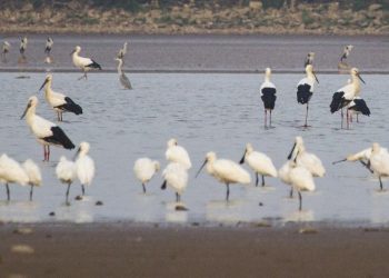 Jointly mapping out new blueprint for global biodiversity conservation