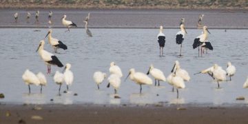 Jointly mapping out new blueprint for global biodiversity conservation