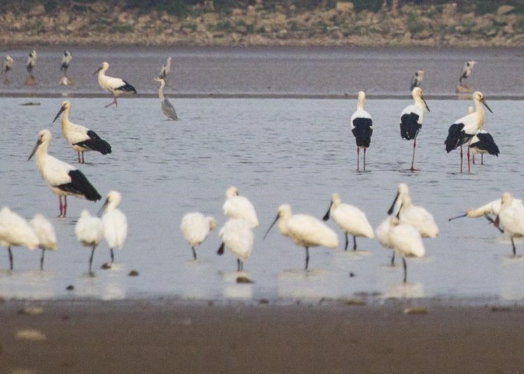 Jointly mapping out new blueprint for global biodiversity conservation