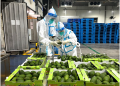 Chinese consumers favor avocadoes imported from Kenya