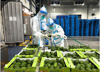 Chinese consumers favor avocadoes imported from Kenya