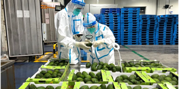 Chinese consumers favor avocadoes imported from Kenya