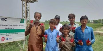 Chinese chili planting program leads Pakistani farmers to prosperity
