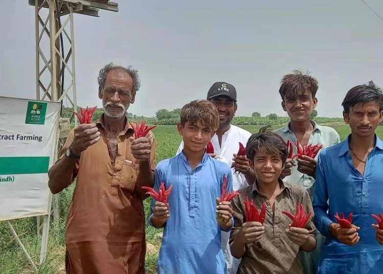 Chinese chili planting program leads Pakistani farmers to prosperity
