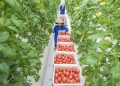 Technologies bringing “digital dividends” to rural residents