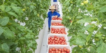 Technologies bringing “digital dividends” to rural residents