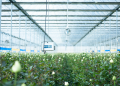 Technologies powering cut flower industry in China’s Yunnan