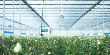 Technologies powering cut flower industry in China’s Yunnan