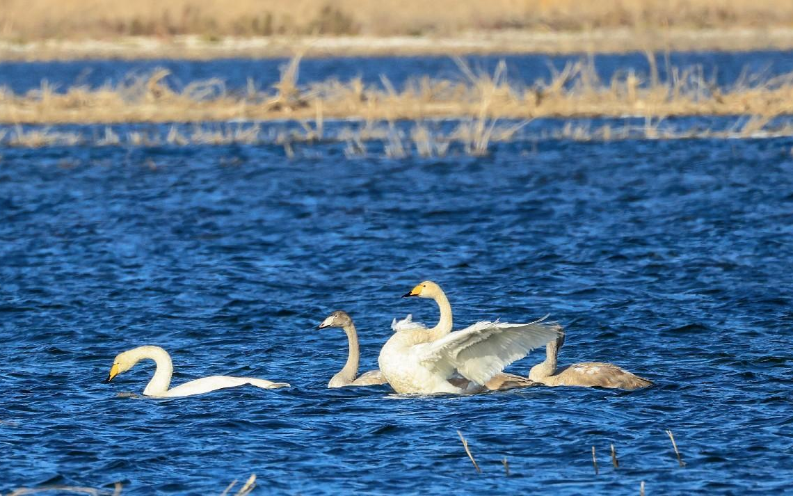 Xinjiang takes measures to strengthen sustainable use of water resources