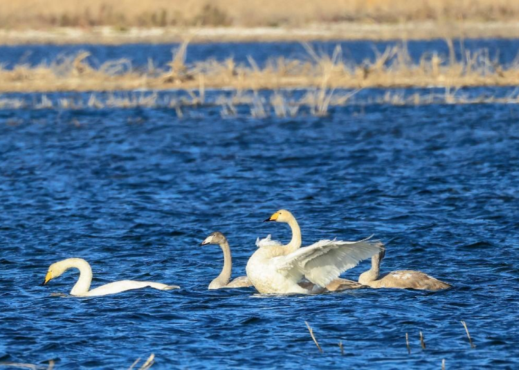 Xinjiang takes measures to strengthen sustainable use of water resources