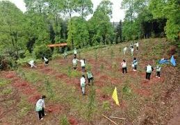 Luzhou in SW China launches mini app to encourage low-carbon lifestyles among citizens