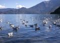 China works to better protect global bird migration routes