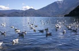 China works to better protect global bird migration routes