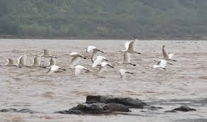 Harnessing power of water and sand: China’s wisdom in managing Yellow River