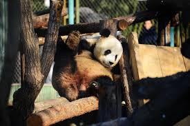 China strengthens all-round protection for giant pandas
