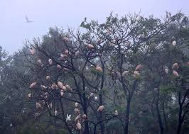‘Home of Crested Ibis’ leverages ecological resources for sustainable prosperity