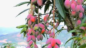 Early-season mangoes drive income growth, green development in Yuanjiang in SW China