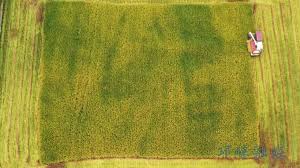 Young farmer in SW China cultivates carbon-neutral rice, contributing to China’s green goals