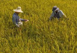 China emerges as a global leader in seed industry innovation