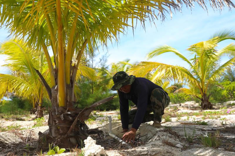 Greening a reef: quiet ecological revival of Xishazhou in Hainan