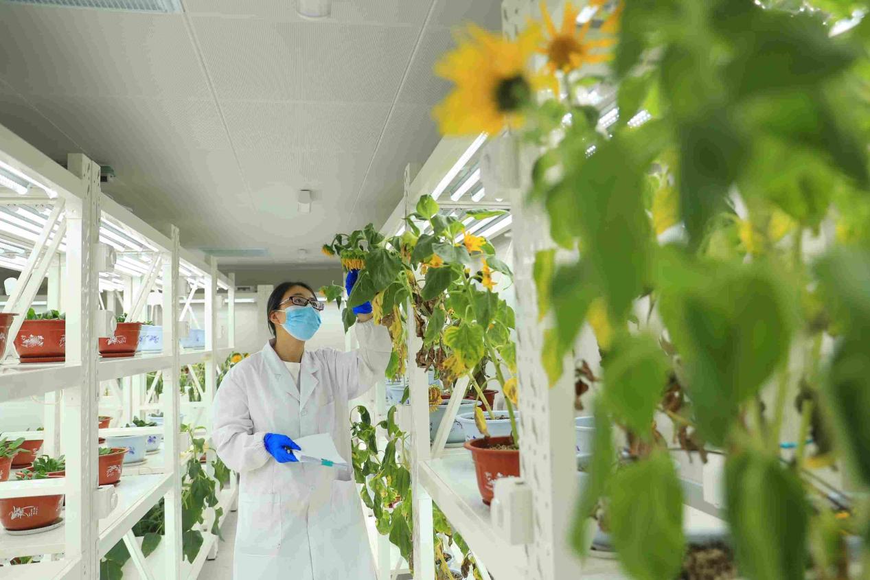 How intellectual property drives China’s rural transformation