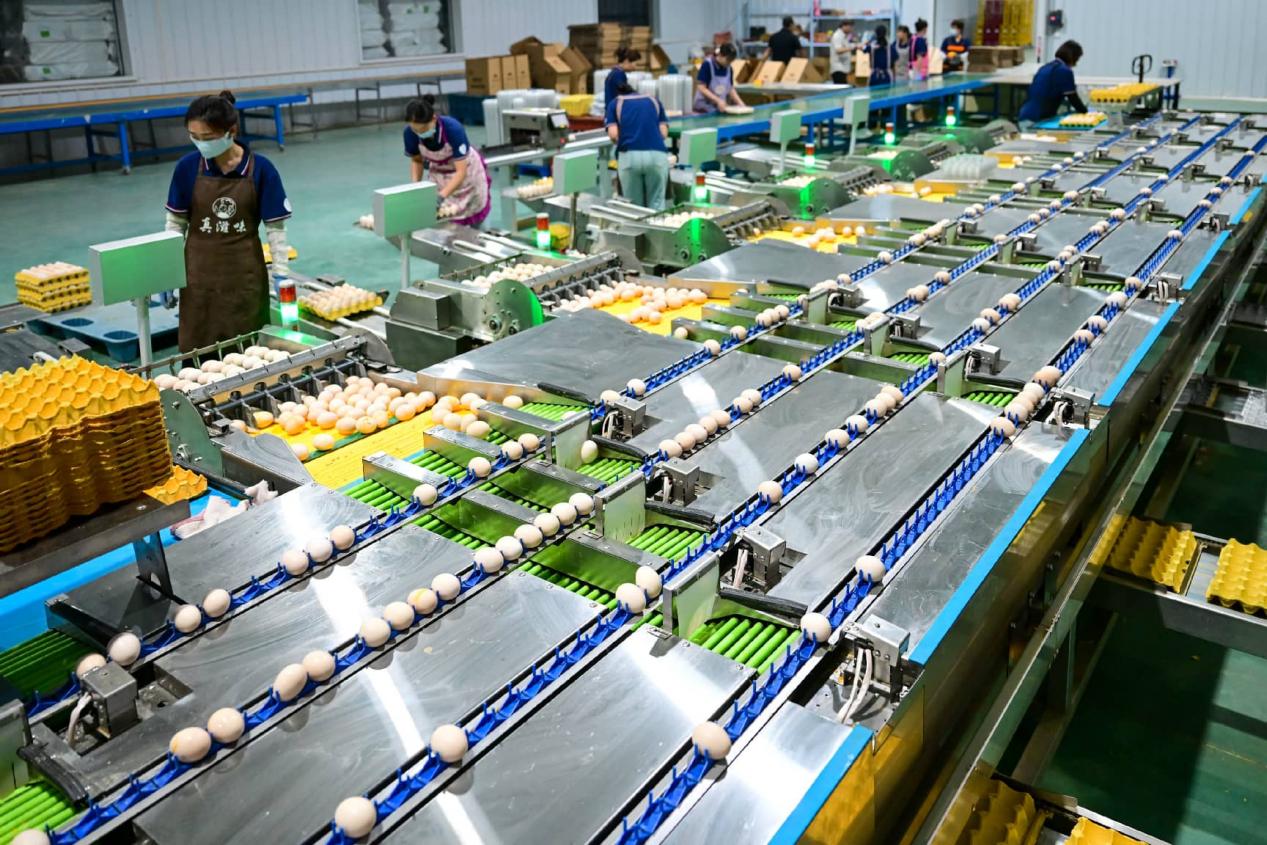 Technological drives modernization in China’s egg industry