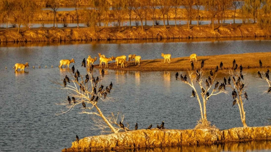 Coastal wetland conservation fuels eco-tourism boom in E China