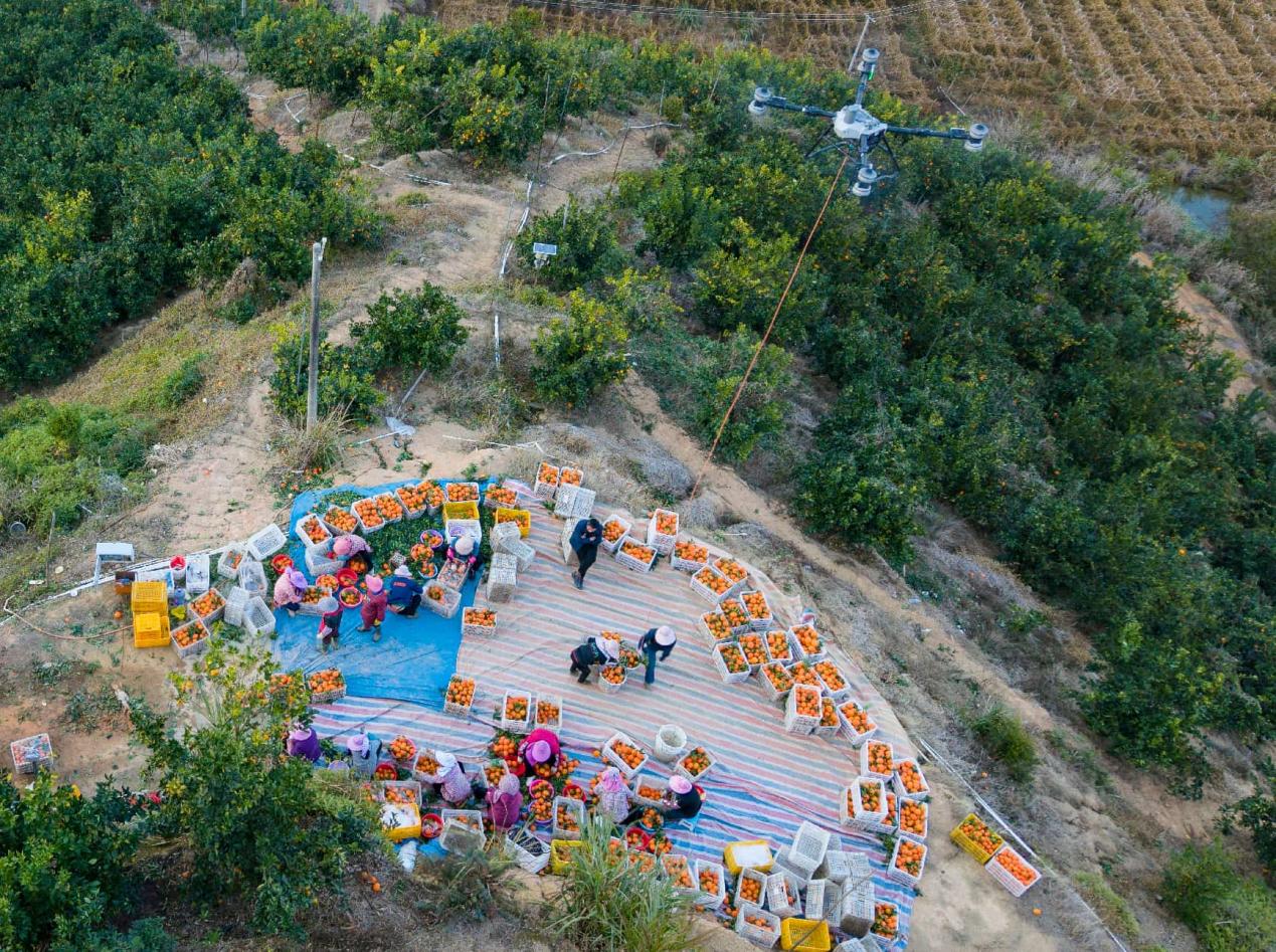 Small fruit, big reach: China’s citrus goes global