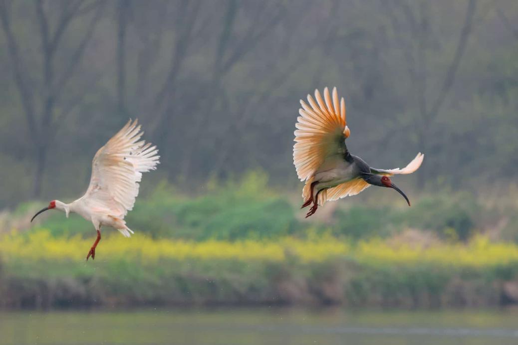 Dongzhai nature reserve marks milestone achievement in crested ibis conservation