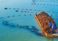 Tidal-flat seaweed in East China becomes ecological asset
