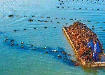 Tidal-flat seaweed in East China becomes ecological asset