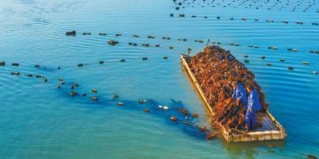 Tidal-flat seaweed in East China becomes ecological asset