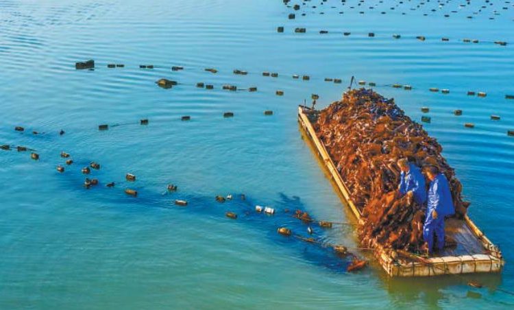 Tidal-flat seaweed in East China becomes ecological asset