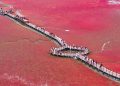 Spotted seals return as marine ecosystems recover in Panjin, NE China
