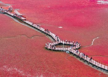 Spotted seals return as marine ecosystems recover in Panjin, NE China