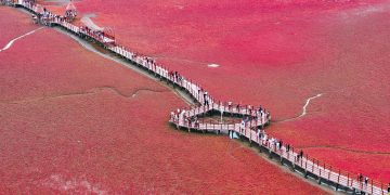 Spotted seals return as marine ecosystems recover in Panjin, NE China