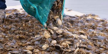 ‘Seafood’ grown in Xinjiang’s desert hits local dinner tables
