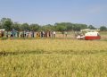 Hybrid rice: China-Africa agricultural cooperation sows prosperity on African soil