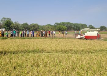 Hybrid rice: China-Africa agricultural cooperation sows prosperity on African soil