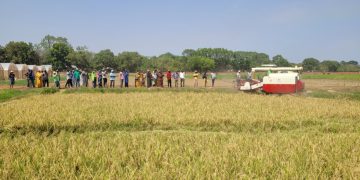 Hybrid rice: China-Africa agricultural cooperation sows prosperity on African soil