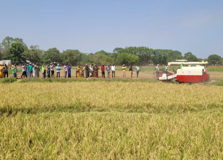 Hybrid rice: China-Africa agricultural cooperation sows prosperity on African soil