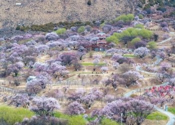 Lhasa-Nyingchi Railway: Five years fueling prosperity and development in Xizang