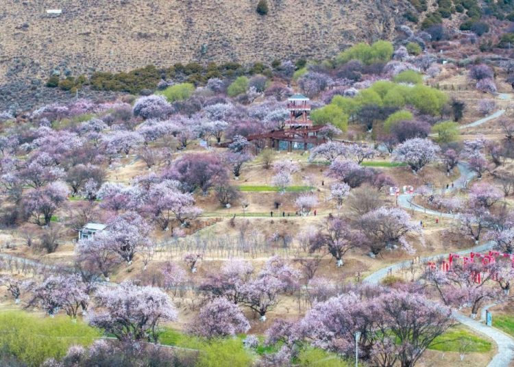 Lhasa-Nyingchi Railway: Five years fueling prosperity and development in Xizang
