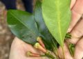 A single clove illustrates the benefits of China’s zero-tariff policy for Africa