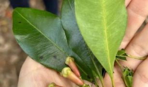 A single clove illustrates the benefits of China’s zero-tariff policy for Africa