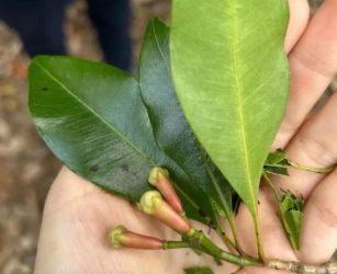 A single clove illustrates the benefits of China’s zero-tariff policy for Africa