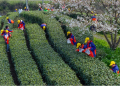 Why Chinese matcha is winning the global market